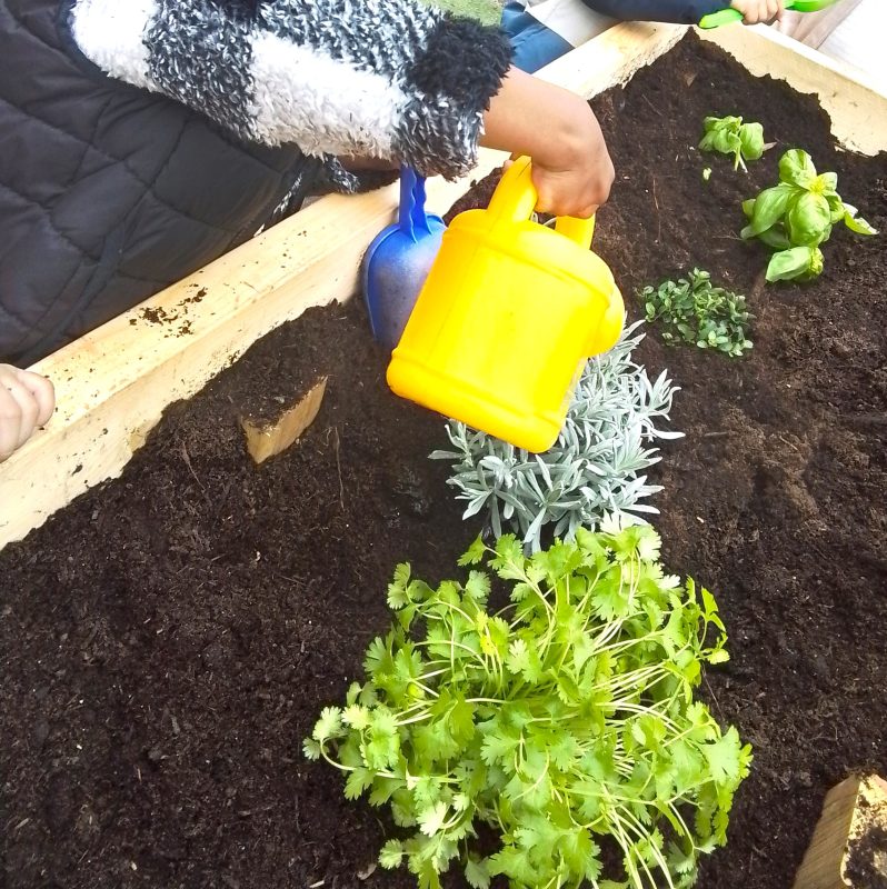 Planting - Home Corner - Mosses Nursery Bury